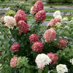 Fast Growing Trees Fire Light® Hydrangea Tree White Flowers
