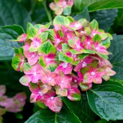 Fast Growing Trees Pistachio Hydrangea Shrub Hydrangea Shrubs
