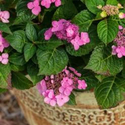 Fast Growing Trees Endless Summer® Pop Star™ Hydrangea