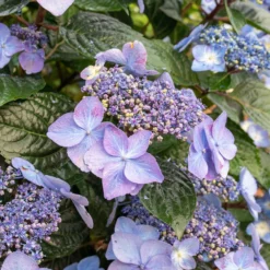 Fast Growing Trees Endless Summer® Pop Star™ Hydrangea
