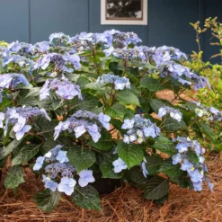 Fast Growing Trees Endless Summer® Pop Star™ Hydrangea