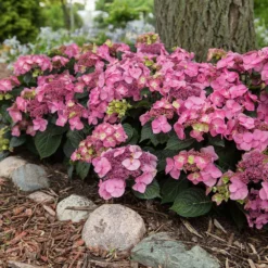 Fast Growing Trees Endless Summer® Pop Star™ Hydrangea
