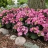Fast Growing Trees Endless Summer® Pop Star™ Hydrangea 1 Fast Growing Trees Endless Summer® Pop Star™ Hydrangea