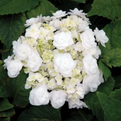Fast Growing Trees Wedding Gown Hydrangea Shrub Hydrangea Shrubs