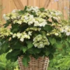Fast Growing Trees Wedding Gown Hydrangea Shrub Hydrangea Shrubs