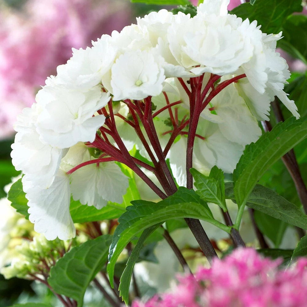 Fast Growing Trees Onyx™ Zebra Hydrangea Hydrangea Shrubs 5 Fast Growing Trees Onyx™ Zebra Hydrangea Hydrangea Shrubs