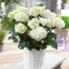 Fast Growing Trees Onyx™ Zebra Hydrangea Hydrangea Shrubs