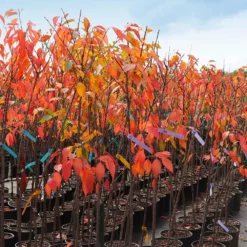 Fast Growing Trees Cherry Blossom Trees Kwanzan Cherry Tree