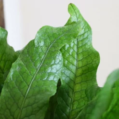 Fast Growing Trees Crocodile Fern 9 Fast Growing Trees Crocodile Fern