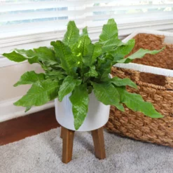 Fast Growing Trees Crocodile Fern