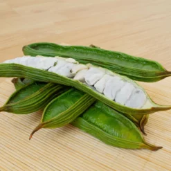 Fast Growing Trees See All House & Patio Ice Cream Bean Tree