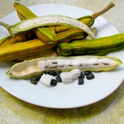 Fast Growing Trees See All House & Patio Ice Cream Bean Tree