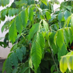 Fast Growing Trees See All House & Patio Ice Cream Bean Tree