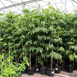 Fast Growing Trees See All House & Patio Ice Cream Bean Tree