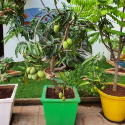 Fast Growing Trees Mango Trees Ice Cream Mango Tree