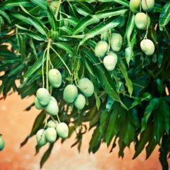 Fast Growing Trees Mango Trees Ice Cream Mango Tree