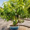 Fast Growing Trees Mango Trees Ice Cream Mango Tree 2 Fast Growing Trees Mango Trees Ice Cream Mango Tree