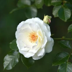 Fast Growing Trees Iceberg Rose Tree