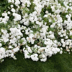 Fast Growing Trees Icy Drift® Rose