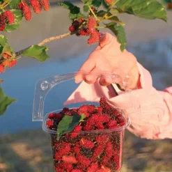 Fast Growing Trees See All Fruit Trees Illinois Everbearing Mulberry