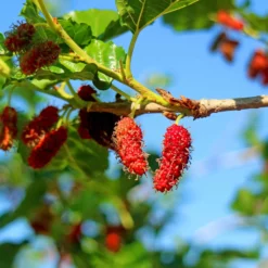Fast Growing Trees See All Fruit Trees Illinois Everbearing Mulberry