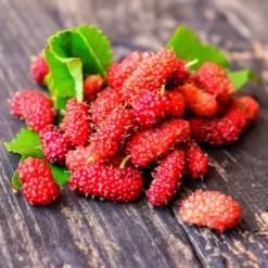 Fast Growing Trees See All Fruit Trees Illinois Everbearing Mulberry