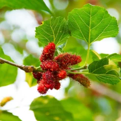 Fast Growing Trees See All Fruit Trees Illinois Everbearing Mulberry