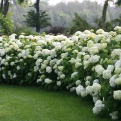Fast Growing Trees Incrediball® Hydrangea Shrub 8 Fast Growing Trees Incrediball® Hydrangea Shrub