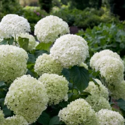 Fast Growing Trees Incrediball® Hydrangea Shrub 7 Fast Growing Trees Incrediball® Hydrangea Shrub