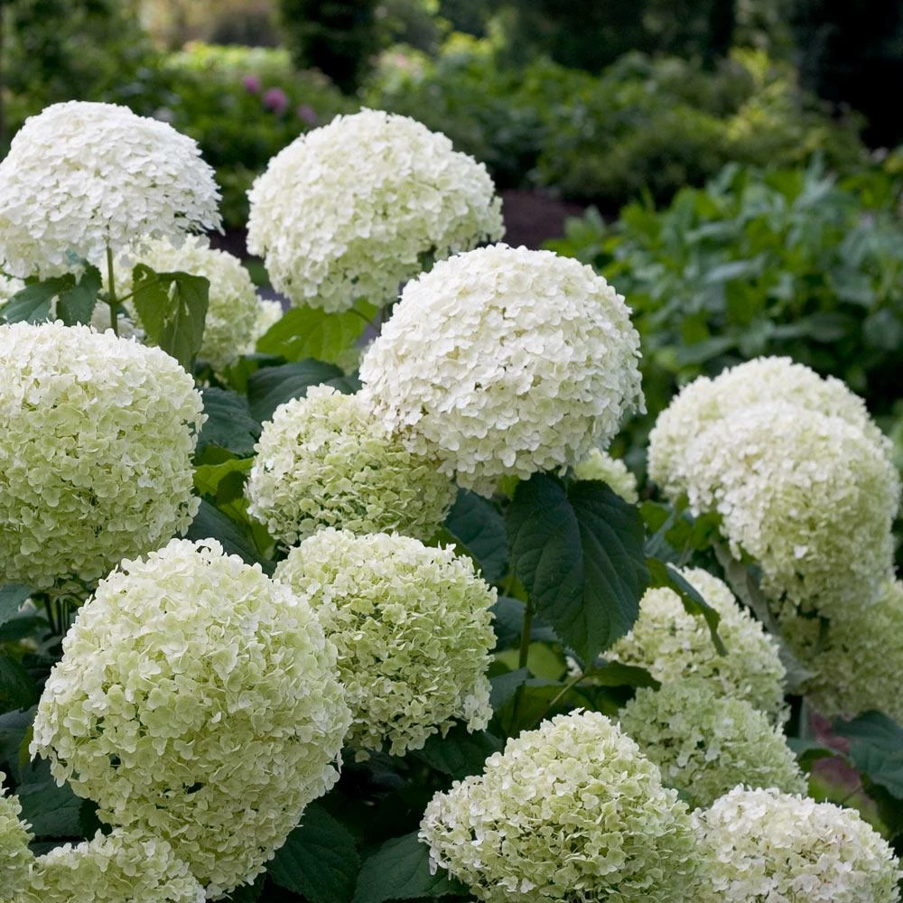 Fast Growing Trees Incrediball® Hydrangea Shrub 4 Fast Growing Trees Incrediball® Hydrangea Shrub