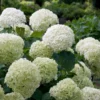 Fast Growing Trees Incrediball® Hydrangea Shrub 2 Fast Growing Trees Incrediball® Hydrangea Shrub