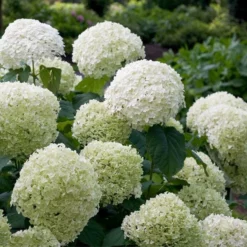 Fast Growing Trees Incrediball® Hydrangea Shrub
