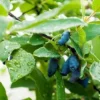 Fast Growing Trees Honeyberry Bushes Indigo Gem Haskap (Honeyberry) 1 Fast Growing Trees Honeyberry Bushes Indigo Gem Haskap (Honeyberry)