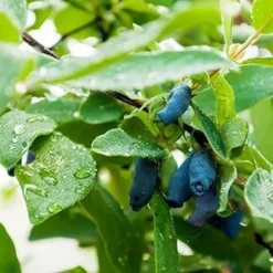 Fast Growing Trees Honeyberry Bushes Indigo Gem Haskap (Honeyberry)