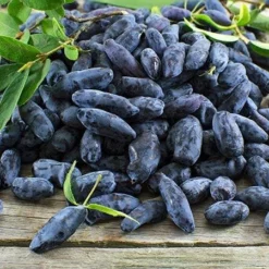 Fast Growing Trees Honeyberry Bushes Indigo Gem Haskap (Honeyberry)