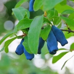 Fast Growing Trees Indigo Treat Haskap (Honeyberry) Honeyberry Bushes