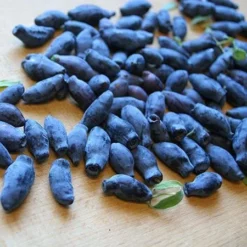 Fast Growing Trees Indigo Treat Haskap (Honeyberry) Honeyberry Bushes 7 Fast Growing Trees Indigo Treat Haskap (Honeyberry) Honeyberry Bushes