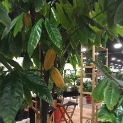 Fast Growing Trees Chocolate Cocoa 'Cacao' Plant