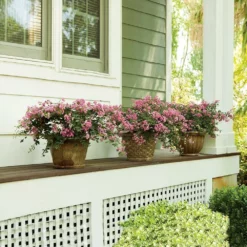 Fast Growing Trees Crape Myrtles Infinitini® Brite Pink Crape Myrtle Shrub