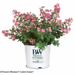 Fast Growing Trees Crape Myrtles Infinitini® Brite Pink Crape Myrtle Shrub