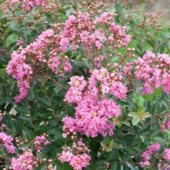 Fast Growing Trees Crape Myrtles Infinitini® Brite Pink Crape Myrtle Shrub