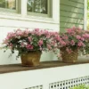 Fast Growing Trees Crape Myrtles Infinitini® Brite Pink Crape Myrtle Shrub