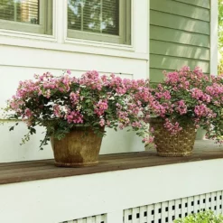 Fast Growing Trees Crape Myrtles Infinitini® Brite Pink Crape Myrtle Shrub