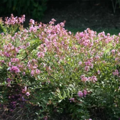Fast Growing Trees Infinitini® Orchid Crape Myrtle Shrub Crape Myrtles