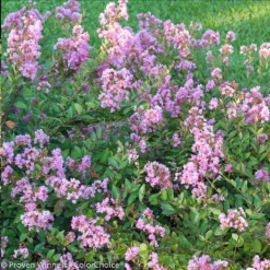 Fast Growing Trees Infinitini® Orchid Crape Myrtle Shrub Crape Myrtles