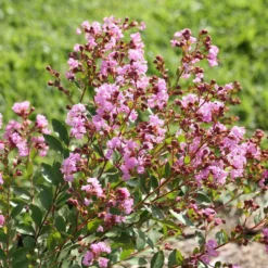 Fast Growing Trees Infinitini® Orchid Crape Myrtle Shrub Crape Myrtles