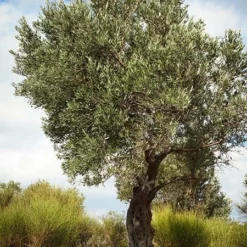 Fast Growing Trees Italian Olive Tree