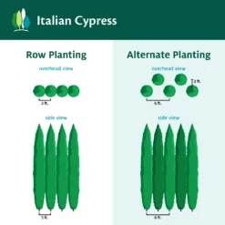 Fast Growing Trees Italian Cypress Tree