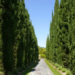 Fast Growing Trees See All Evergreen & Privacy Trees Italian Cypress