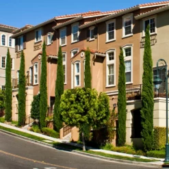Fast Growing Trees Italian Cypress